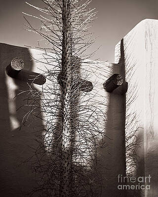 Evening Light On Sharp Thorns by Royce Howland Evening Light On Sharp Thorns by Royce Howland