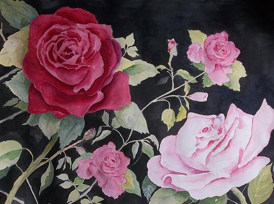 Ever Changing Confederate Rose by Audrey Bunchkowski Ever Changing Confederate Rose by Audrey Bunchkowski