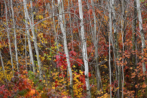 Wall Art - Photograph - Fall and Birch Trees by Forest Floor Photography