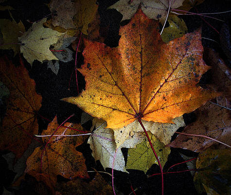 Fall Color Series II by Joanne Coyle