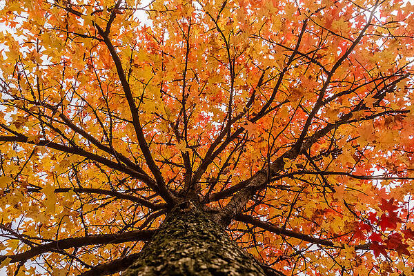 Wall Art - Photograph - Fall display by SAURAVphoto Online Store