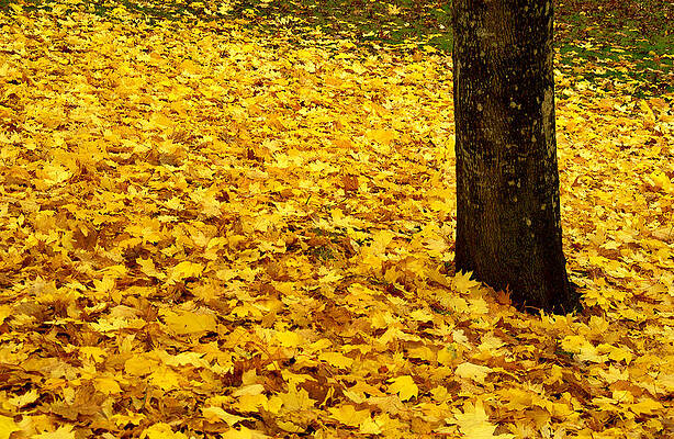 Fall Leaves by Val Jolley Fall Leaves by Val Jolley