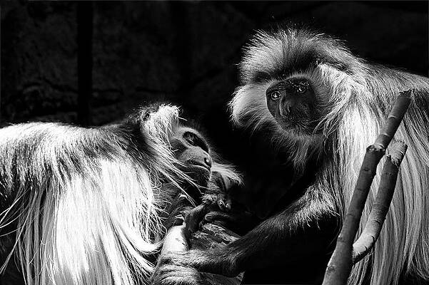 Wall Art - Photograph - Family - Black and White Colobus Monkeys by Jason Politte