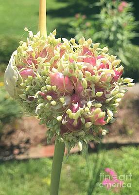 Fancy Garlic by Cheryl Abbiati Fancy Garlic by Cheryl Abbiati