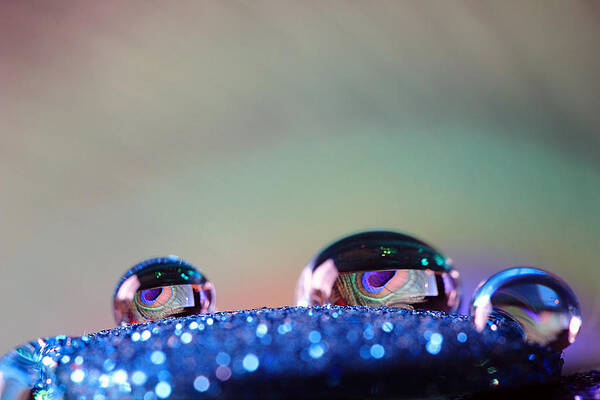 Wall Art - Photograph - Feather Reflecting in Water Drop by Angela Murdock