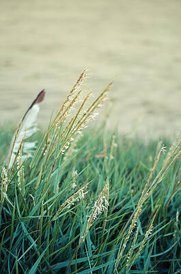 Feather by Spikey Mouse Photography Feather by Spikey Mouse Photography