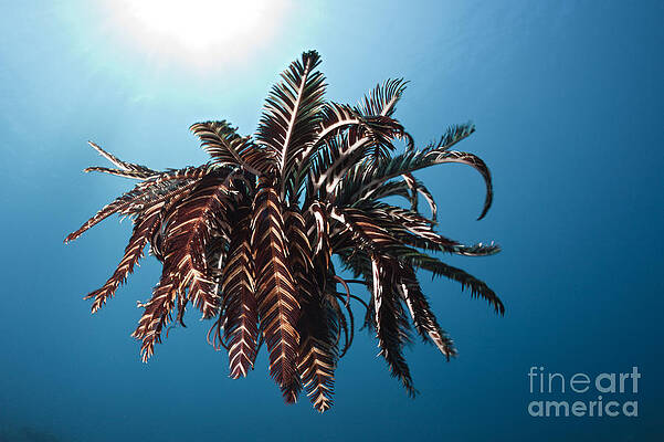 Wall Art - Photograph - Feather Star by Reinhard Dirscherl