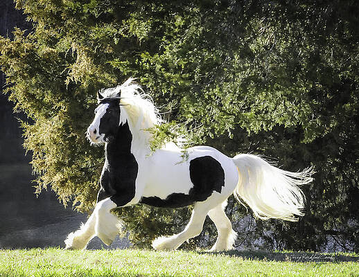 Wall Art - Photograph - Feathers and Mane Flying by Terry Kirkland Cook