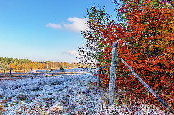 Wall Art - Photograph - Fenced autumn by Dmytro Korol