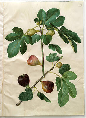 Ficus Carica Print by Johannes Simon Holtzbecher