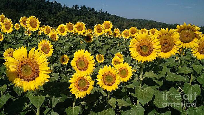Field of Sunflowers by Anita Adams Field of Sunflowers by Anita Adams