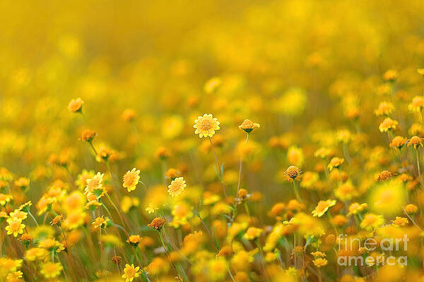 Fields of Gold by Parrish Todd Fields of Gold by Parrish Todd
