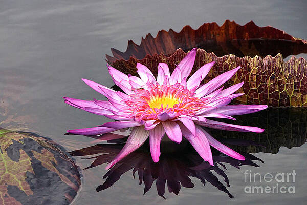 Fire Of The Pond by Byron Varvarigos Fire Of The Pond by Byron Varvarigos