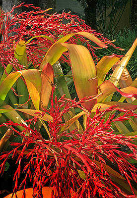 Firecracker Bromeliad by Stephen Mack