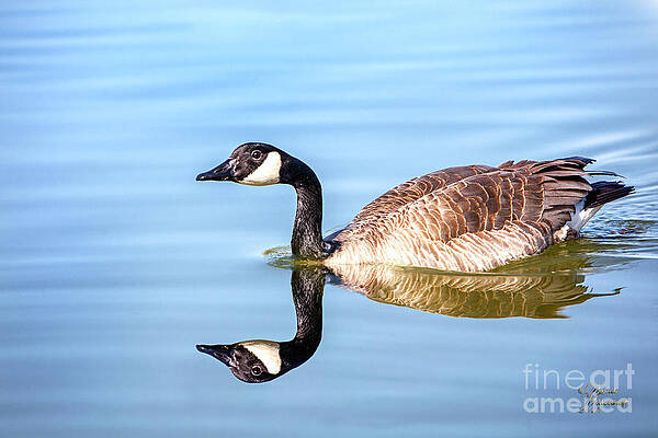 Fireman's Pond Goose by David Millenheft Fireman's Pond Goose by David Millenheft