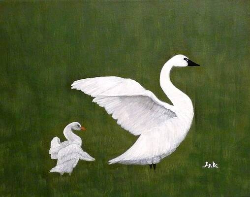 Baby Swan Paintings Page 2 Of 3 Pixels