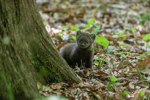 Fisher Cat Art Page 2 Of 3 Fine Art America