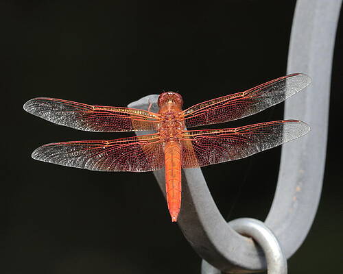 Flame Skimmer by John Moyer Flame Skimmer by John Moyer