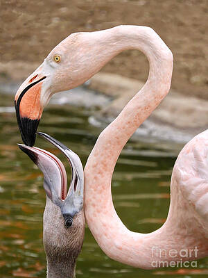 Wall Art - Photograph - Flamingo Feeding by Beth Myer Photography