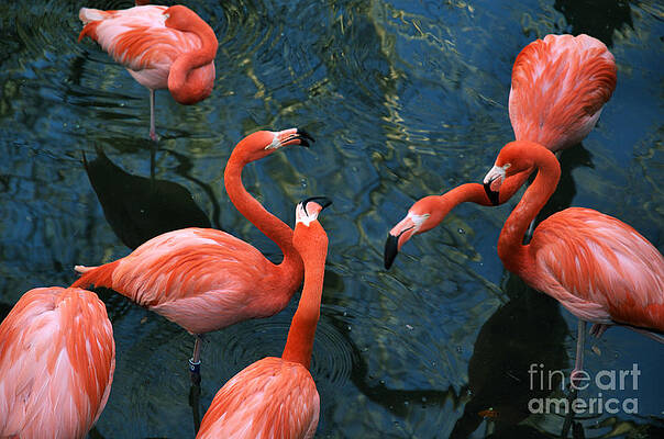 Wall Art - Photograph - Flamingo Party 1 by Kathi Shotwell