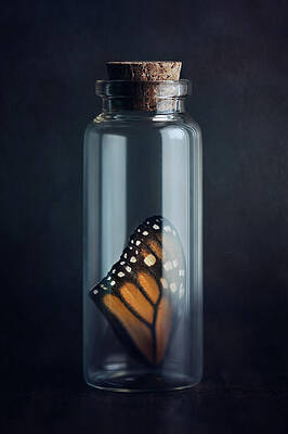 Fleeting by Amy Weiss Fleeting by Amy Weiss