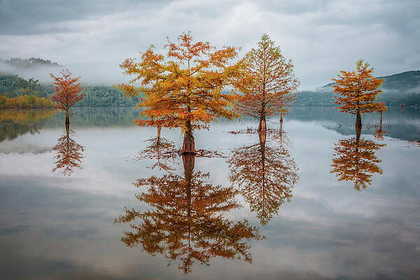 Wall Art - Photograph - Floating at Dawn by Debra and Dave Vanderlaan