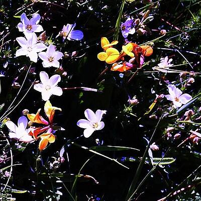 Wall Art - Photograph - Flora Play by HweeYen Ong