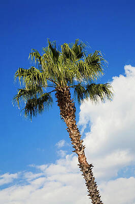 Wall Art - Photograph - Florida State Tree by Diane Macdonald