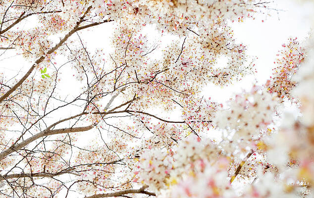 Flower blooming by Studio OMG