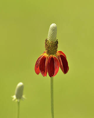 Flower  by Nancy Landry