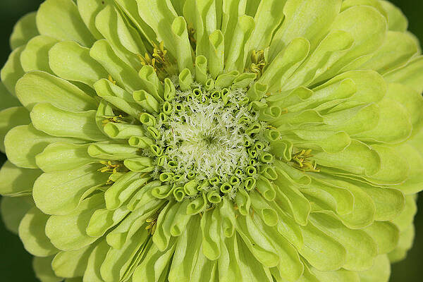 Flower Portrait by Danae Wolfe