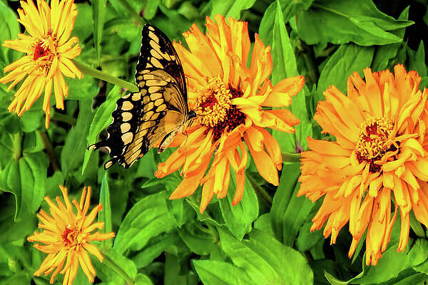Flowers and Butterflies by Pat Cook Flowers and Butterflies by Pat Cook