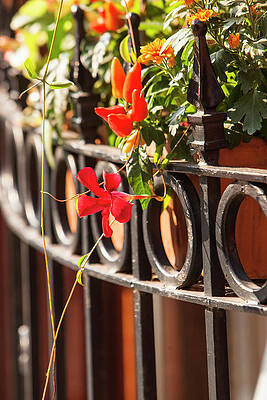Wall Art - Photograph - Flowers and rod iron by Jason Hughes