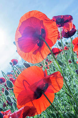 Flowers of the Poppy under the Sun Rays. by Larissa Antonova Flowers of the Poppy under the Sun Rays. by Larissa Antonova