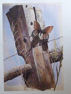 Flutter by landing by David Ackerson