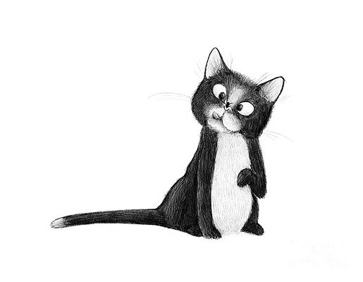 Fly on Cat by Michael Ciccotello Fly on Cat by Michael Ciccotello