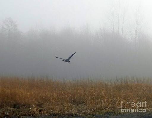 Foggy Morning Heron in Flight by Helen Campbell Foggy Morning Heron in Flight by Helen Campbell