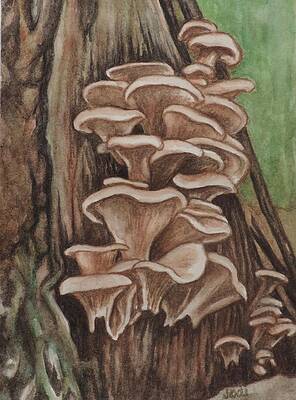 For the love of Mushrooms by Jodi Higgins For the love of Mushrooms by Jodi Higgins