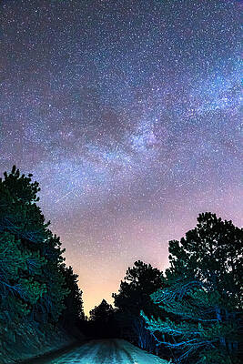 Wall Art - Photograph - Forest Night Light by James BO Insogna