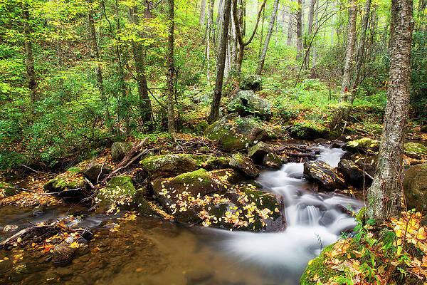 Wall Art - Photograph - Forest Stream by Jill Lang
