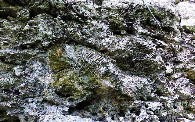Fossil in the wall by Francesca Mackenney Fossil in the wall by Francesca Mackenney