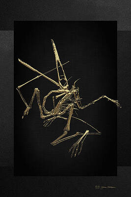 Wall Art - Digital Art - Fossil Record - Gold Pterodactyl Fossil on Black Canvas #1 by Serge Averbukh