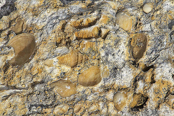 Wall Art - Photograph - Fossil Rock Abstract 3 by Bob Slitzan