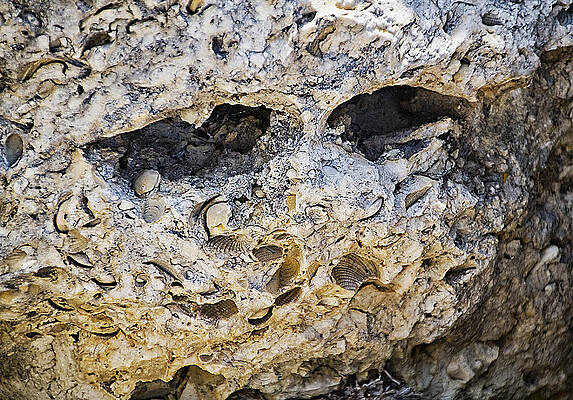 Wall Art - Photograph - Fossil Rock Abstract - Eyes by Bob Slitzan