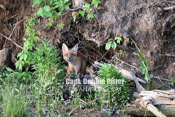 Fox Kit 2764 by Captain Debbie Ritter Fox Kit 2764 by Captain Debbie Ritter