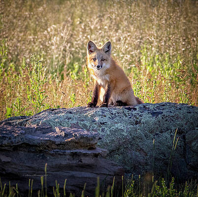 Fox Sitting on Rock by Sam Sherman Fox Sitting on Rock by Sam Sherman