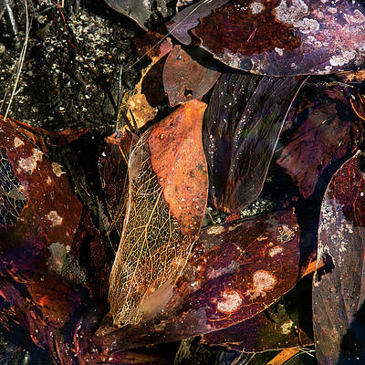 Fragile frames by Simon Sephton