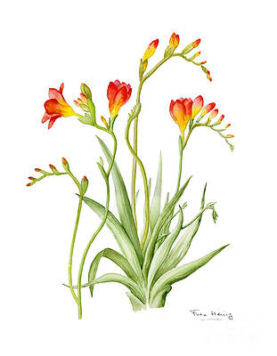 Freesia by Fran Henig Freesia by Fran Henig