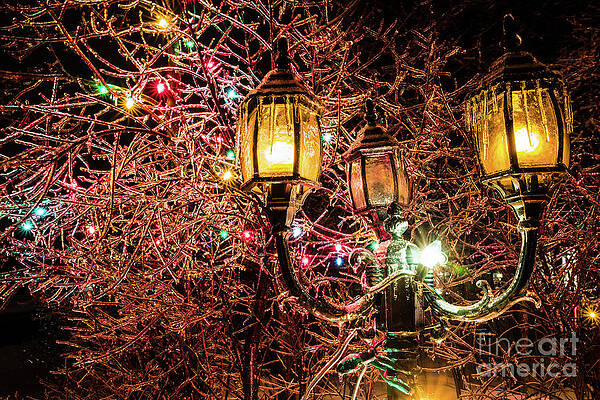 Wall Art - Photograph - Christmas Lamp Covered in Ice by M G Whittingham