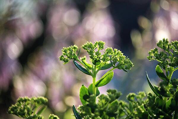 Fresh flower by McKenna Wilding